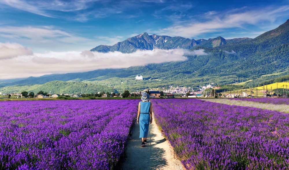 CUNG ĐƯỜNG VÀNG MÙA HOA LAVENDER (TN)