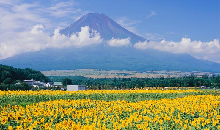 SẮC MÀU CUNG ĐƯỜNG VÀNG (OSAKA – NARA – KYOTO - NAGOYA - YAMANASHI – TOKYO) TN